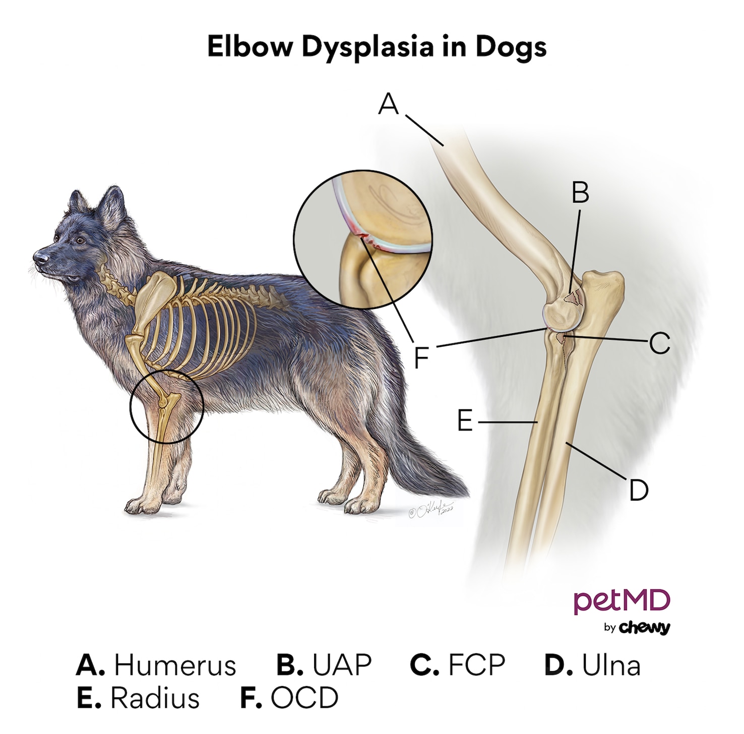 Dog elbow dysplasia shops natural treatment